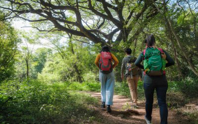 Alcuni percorsi del Cammino sono impraticabili a causa della folta vegetazione